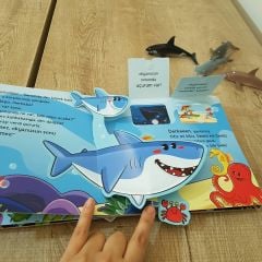Okyanus Yolculuğu Pop-up Kitap
